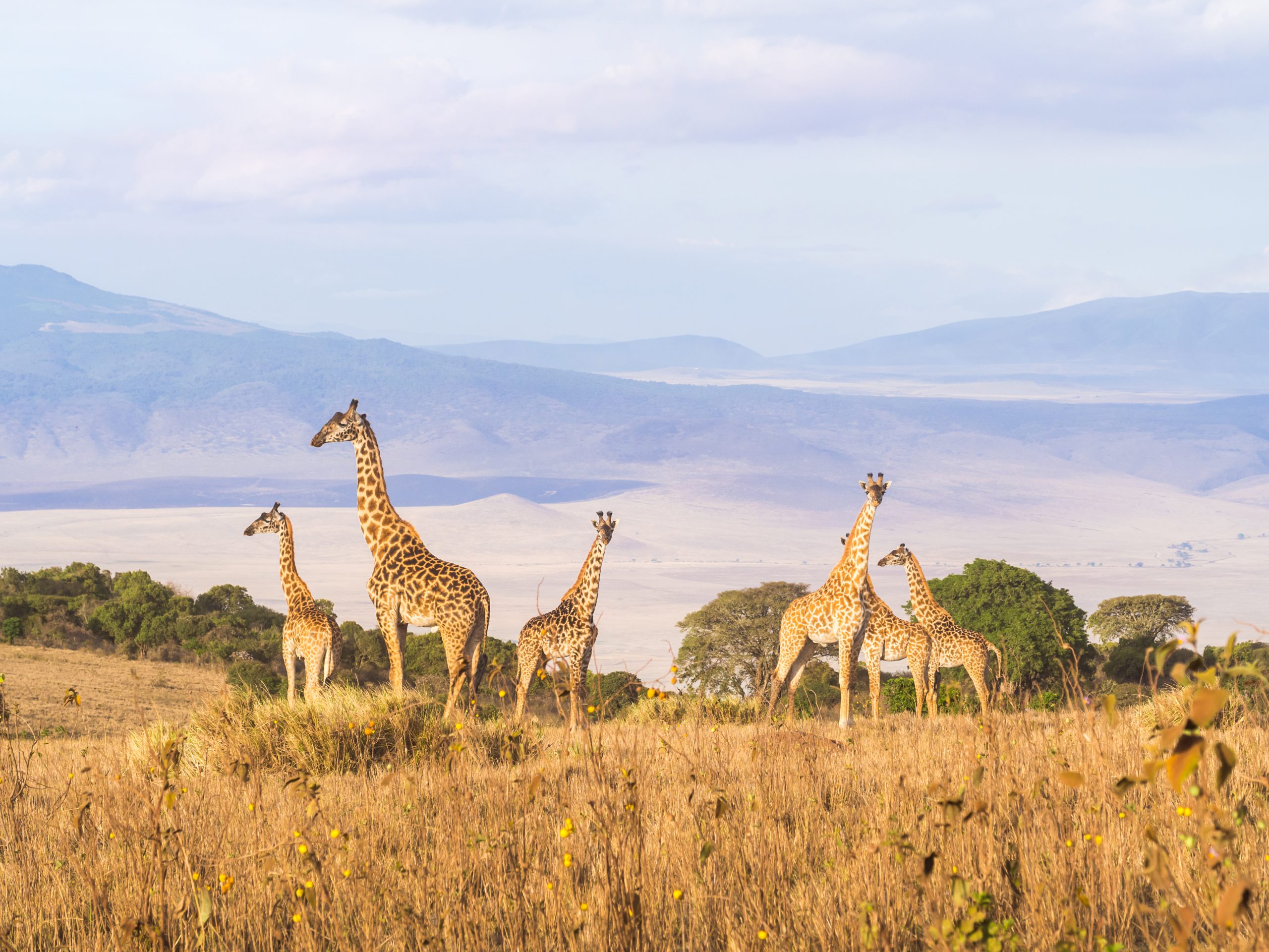shutterstock_360717920 scaled