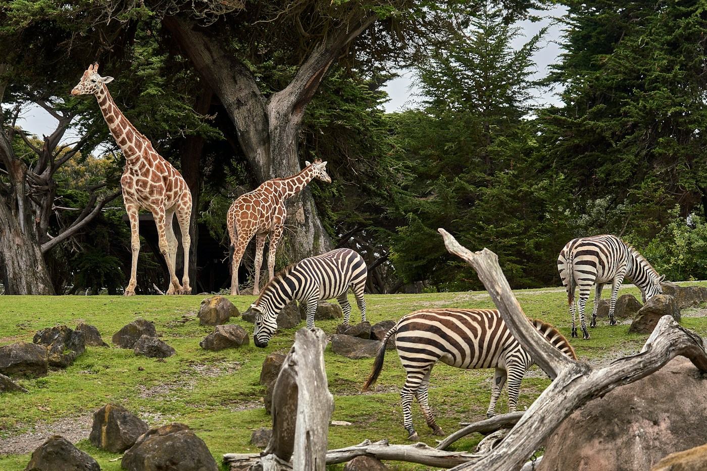 Giraffes and zebras grazing together in Arusha National Park