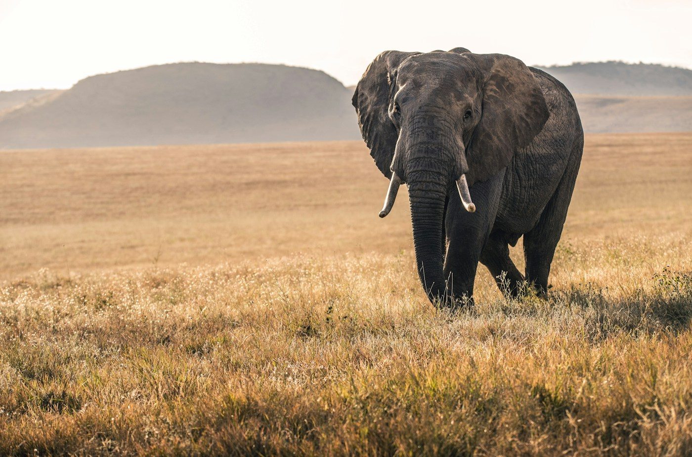 A lone elephant walking across the Tarangire plain