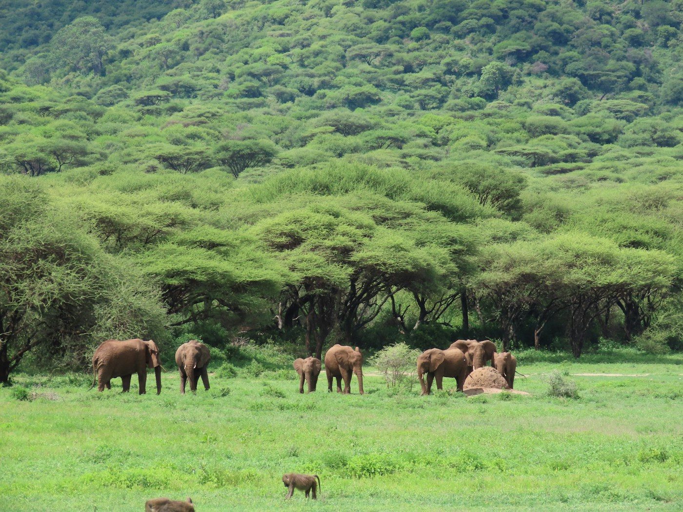 Elephants grazing on the green crater floor