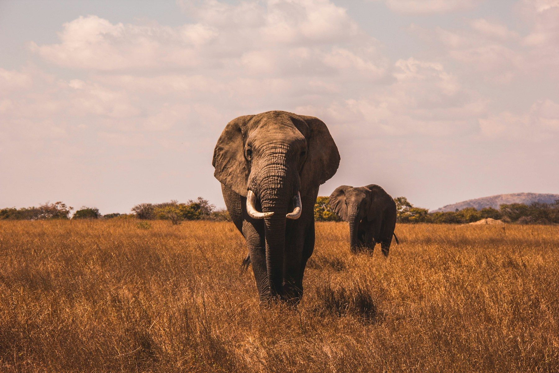 Elephant herd moving through golden grass in Tarangire