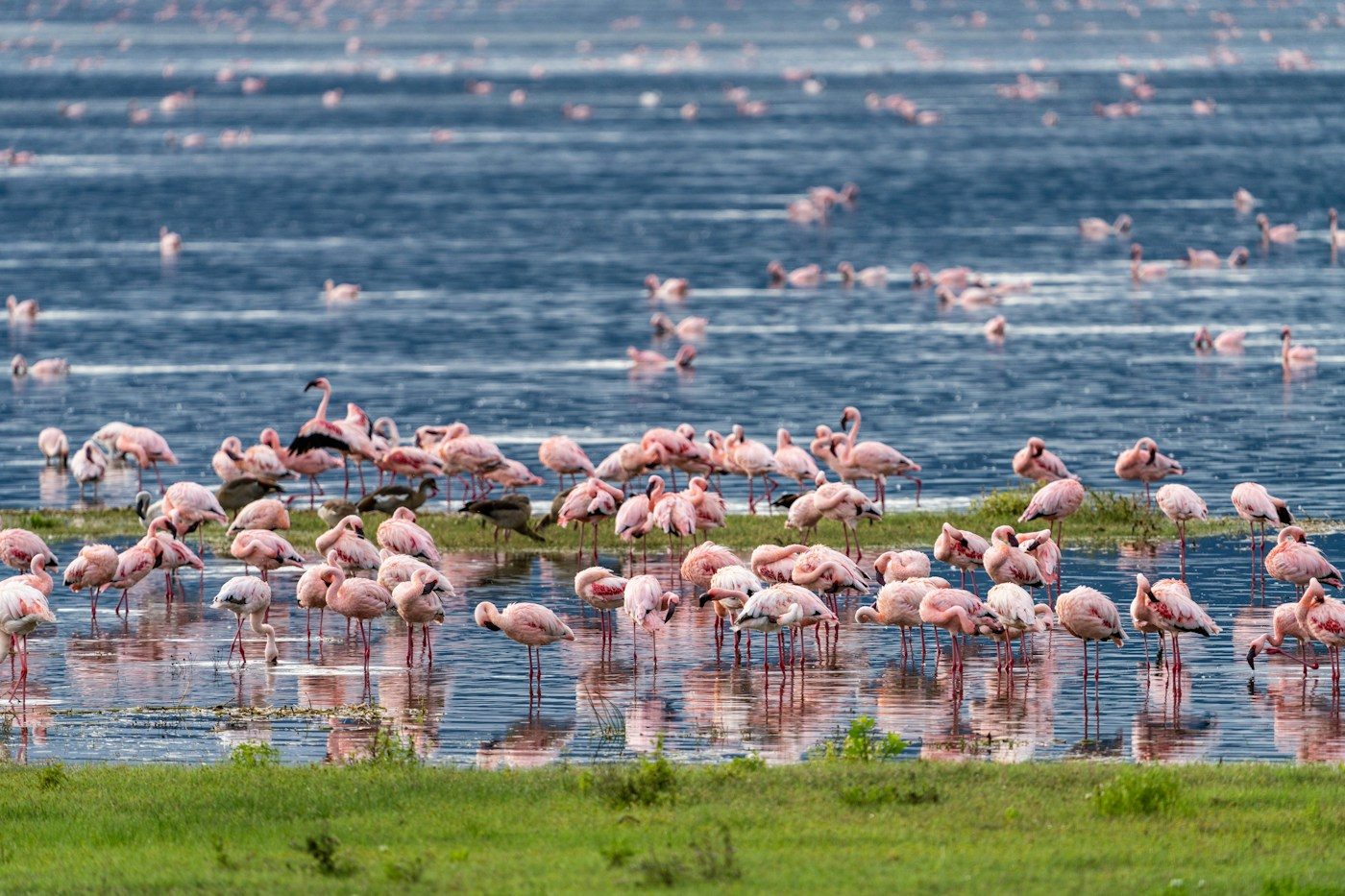 Flamingos feeding on the soda lake inside Ngorongoro Crater