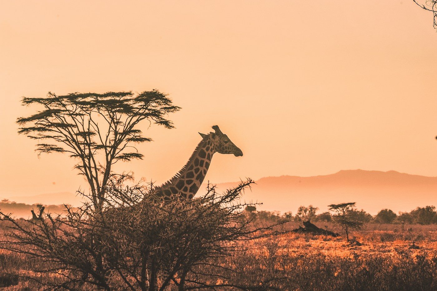 Giraffe browsing an acacia at sunset