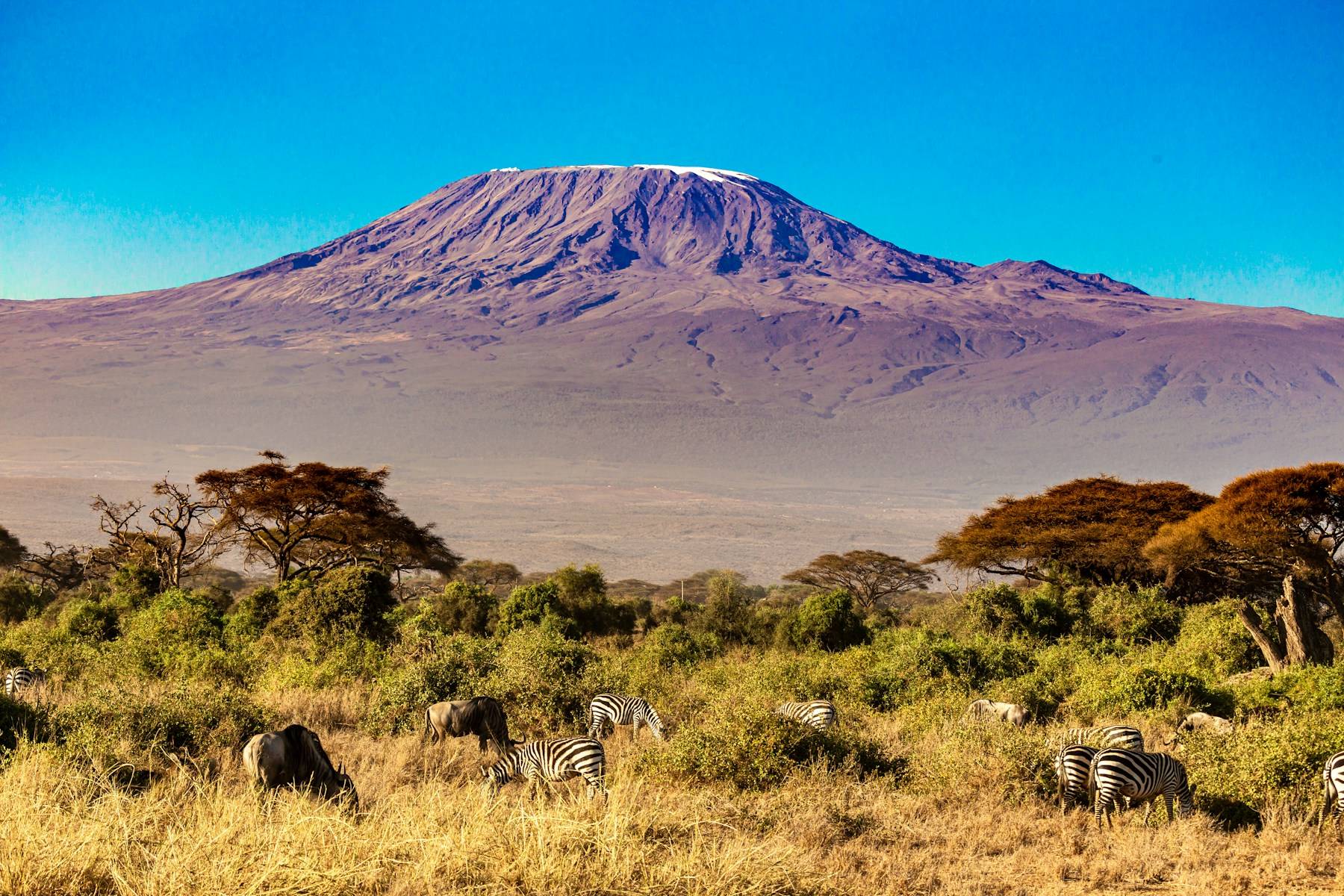 Kilimanjaro rising above the plains at first light