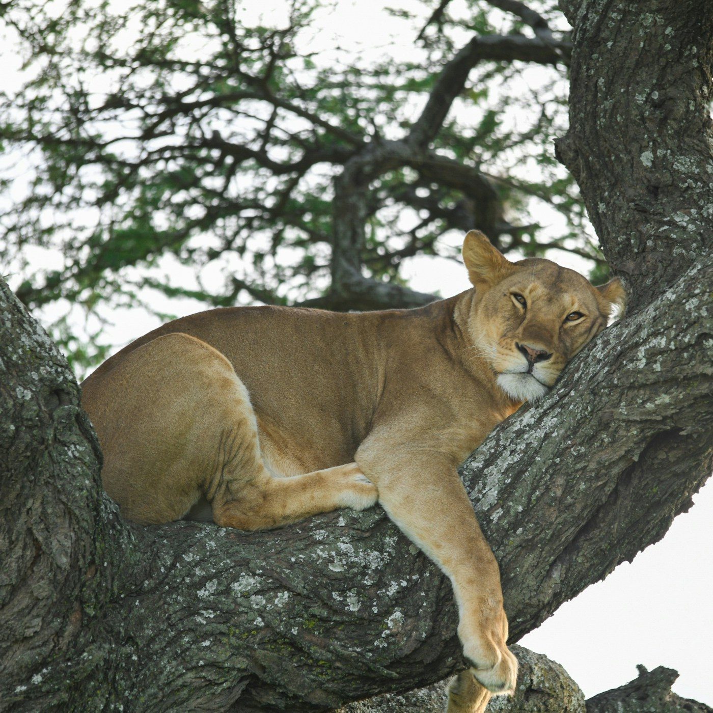 A leopard resting along a branch in the Seronera Valley