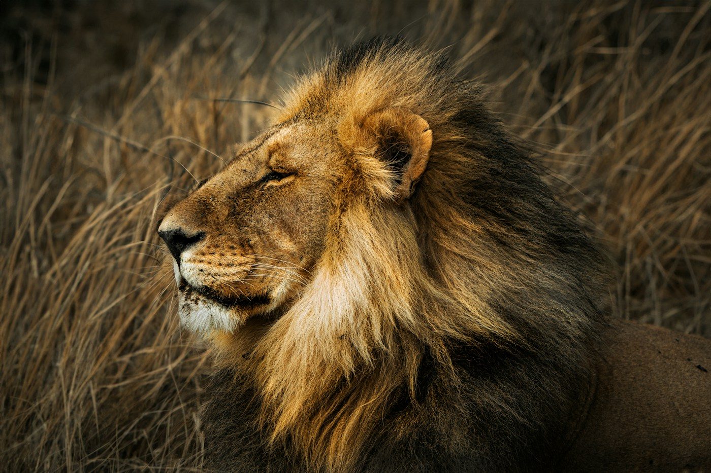 Close portrait of a male lion in golden Serengeti light