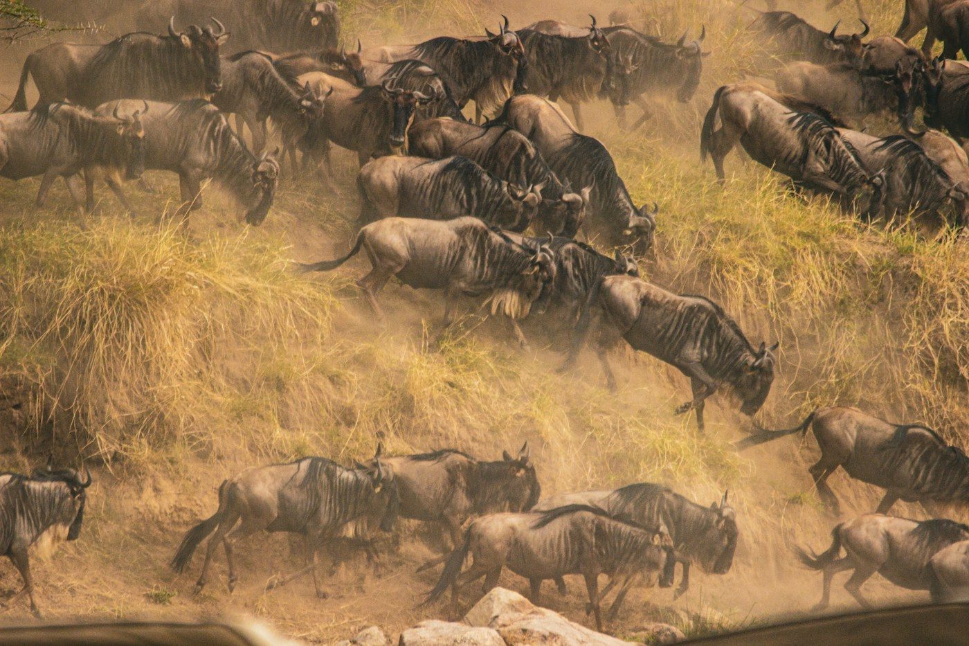 Aerial view of vast wildebeest herds crossing the Serengeti