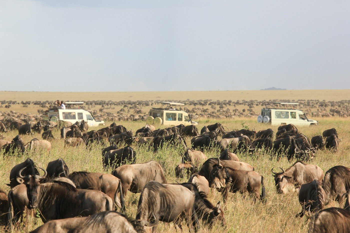 Safari vehicles watching the migration herds on the plains