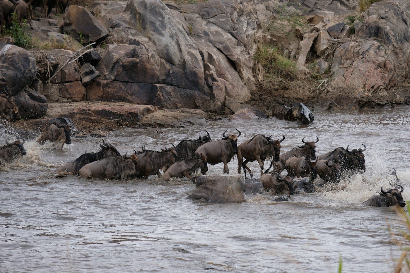 Wildebeest plunging through rapids during a Mara River crossing