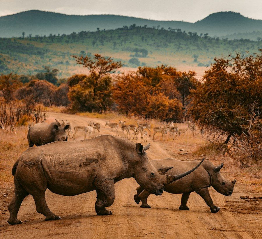 Black rhino on a track in the Ngorongoro Conservation Area