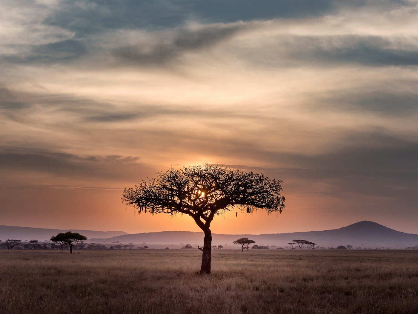 A single acacia tree silhouetted on the Serengeti plains