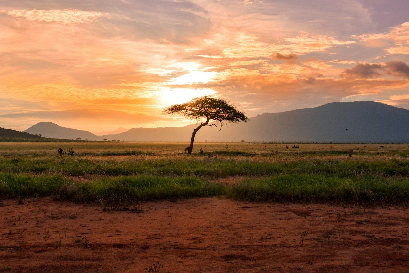 Sunrise over the savanna with a lone acacia