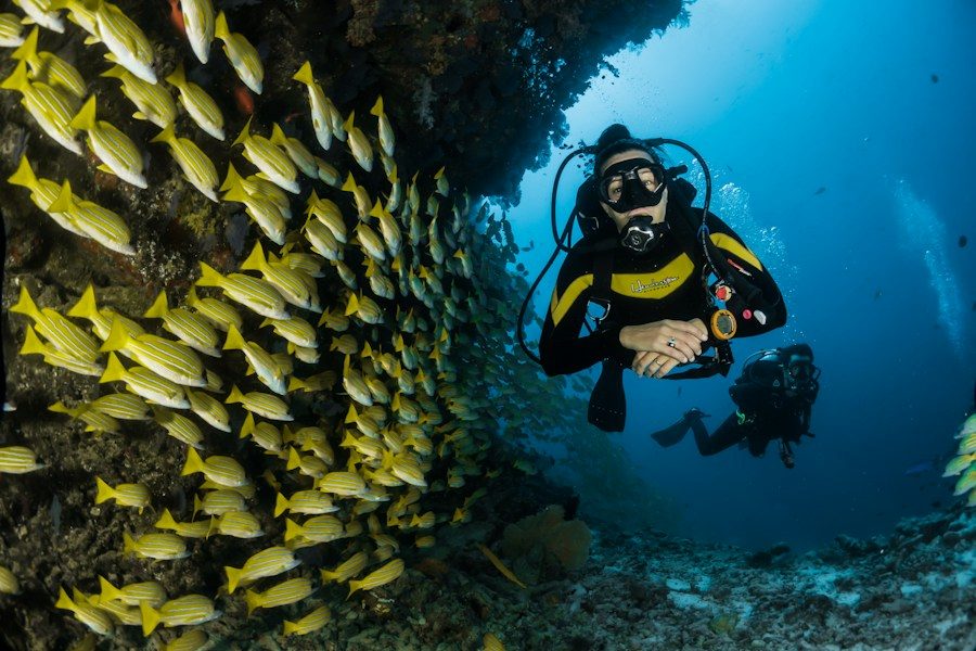Snorkeller beside a school of yellow fish on the reef