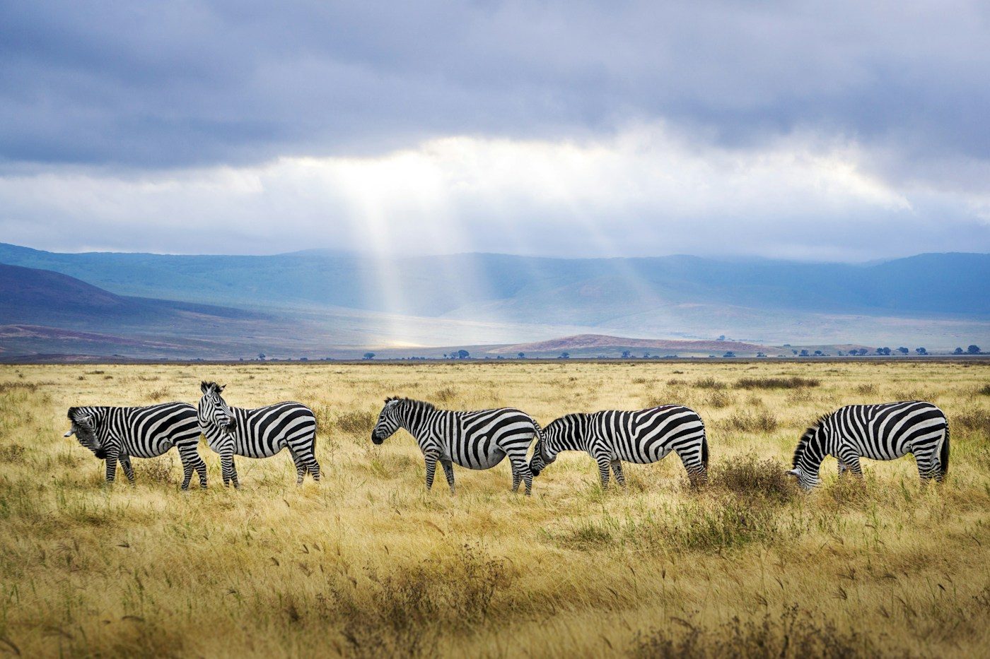 Zebra herds on the Ngorongoro crater floor under shafts of light